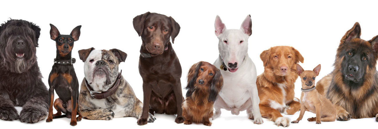 dogs, dogs against a white background, dogs standing together