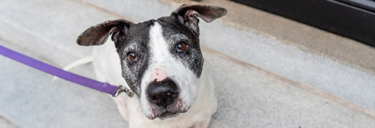 Dog, dog looking up at camera, dogs to adopt, animal haven