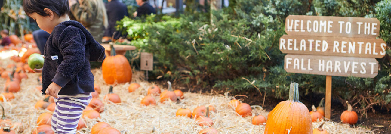 pumpkin patch, pumpkin patch in New York