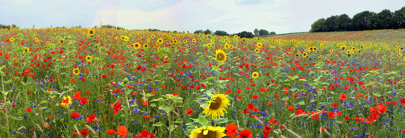 flowers, field of flowers, wildflowers