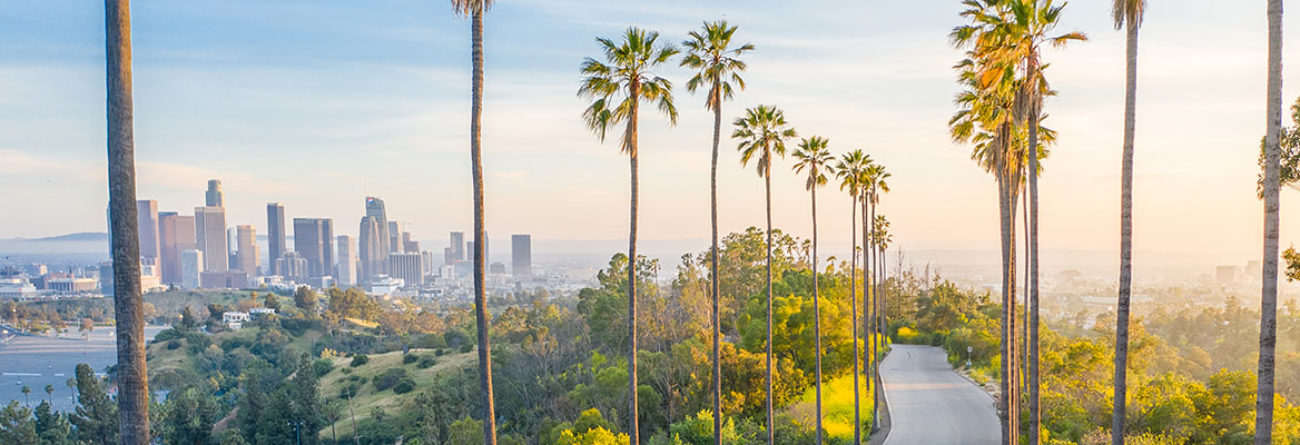 los angeles, los angeles palm trees